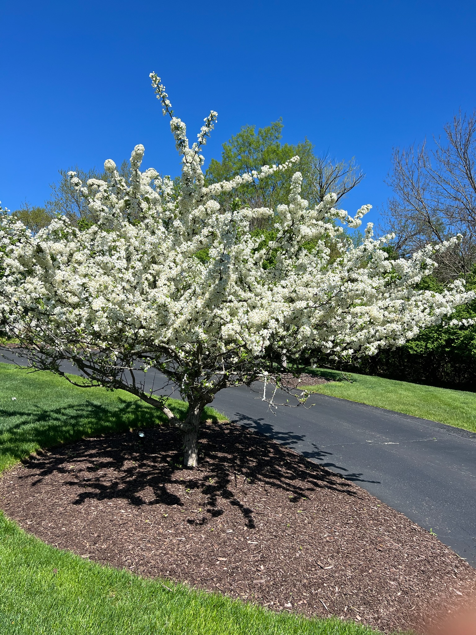 Tree planting and removal
